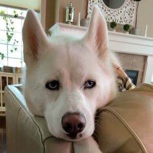 Meet your Posher, Adnan